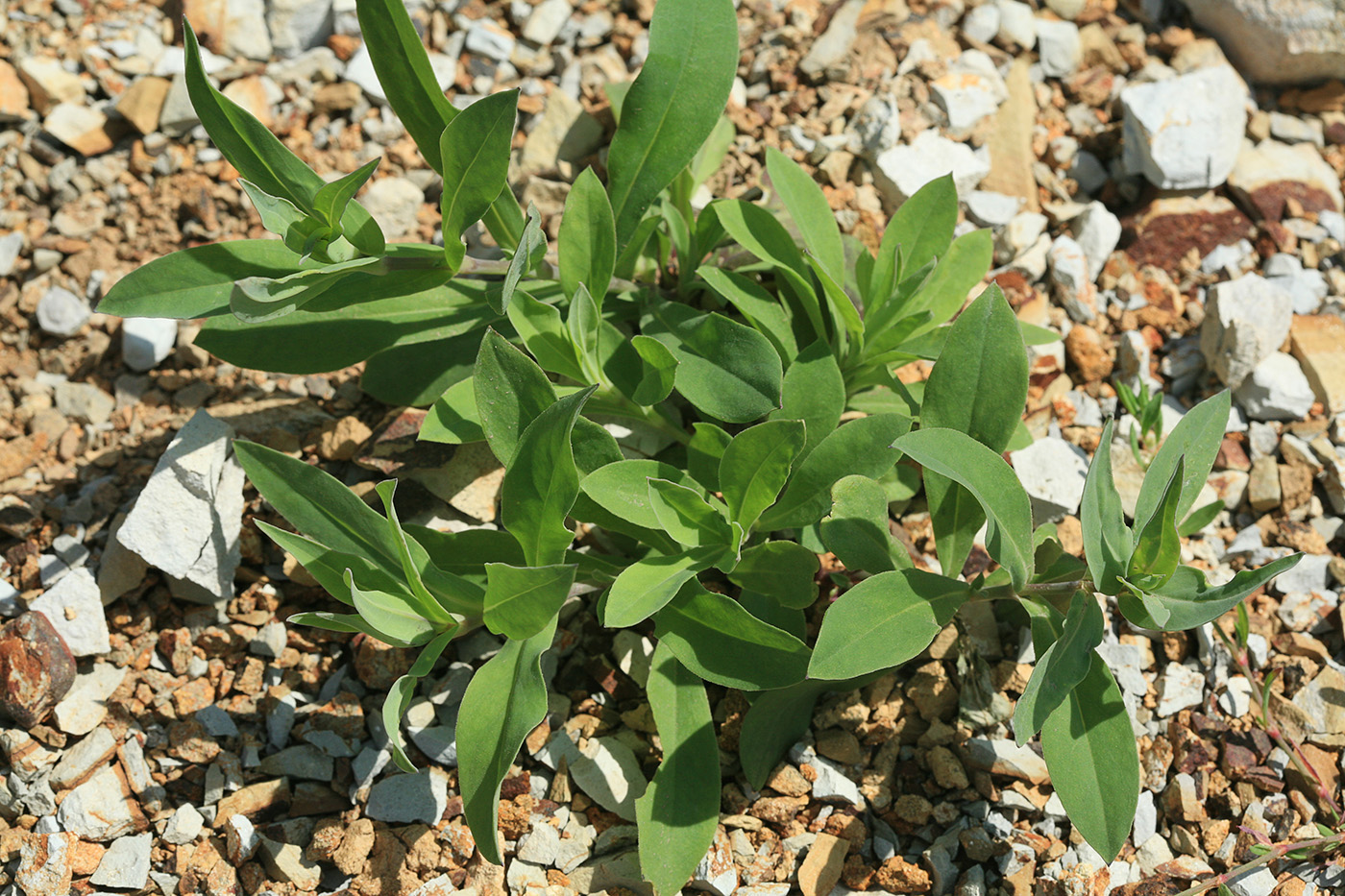 Image of Oberna behen specimen.