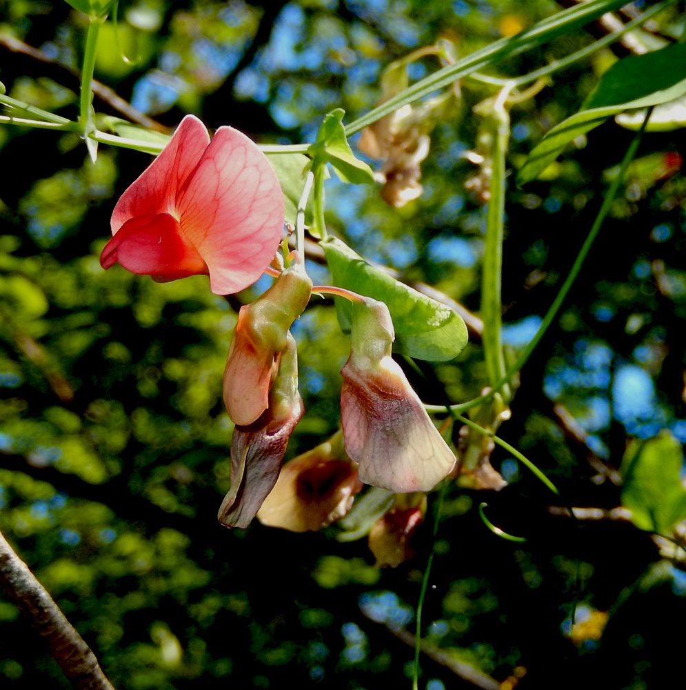 Изображение особи Lathyrus miniatus.