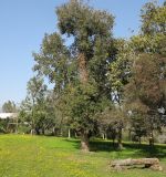 Syncarpia glomulifera