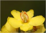 Image of taxon representative. Author is Валентин Реморов