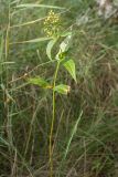 Lysimachia vulgaris. Угнетённое плодоносящее растение. Ленинградская обл., Кингисеппский р-н, окр. пос. Новое Гарколово, побережье Финского залива, верхушка старого берегового вала, разнотравно-злаковый луг на песке. 28.08.2016.