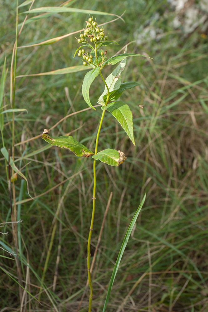 Image of Lysimachia vulgaris specimen.