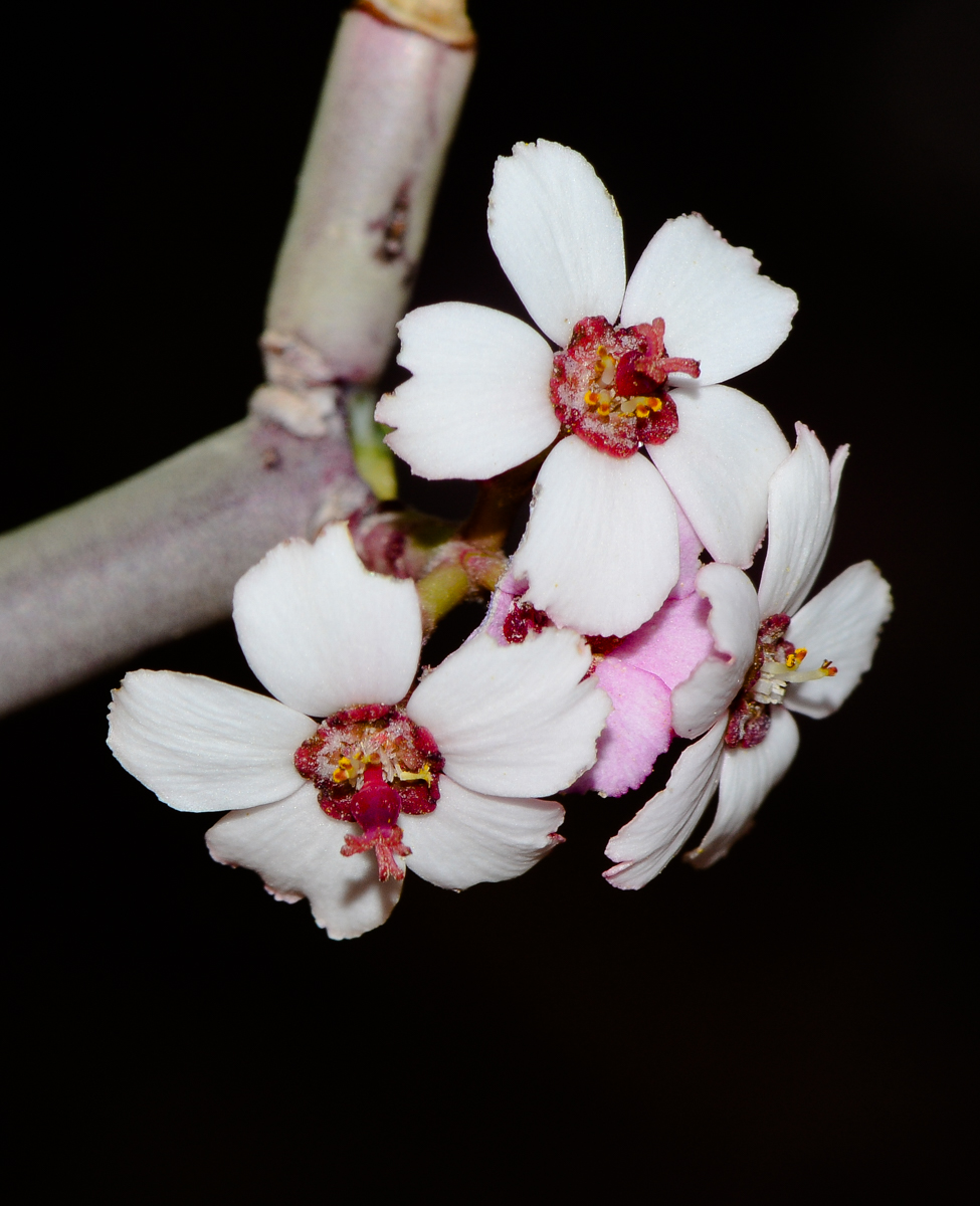 Image of Euphorbia xanti specimen.