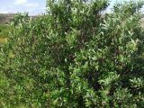 Salix phylicifolia. Плодоносящее растение. Кольский п-ов, Восточный Мурман, Дальние Зеленцы, губа Ярнышная, восточный берег. 20.07.2009.