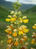 Phlomoides goloskokovii