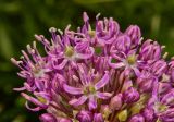 genus Allium. Часть соцветия. Молдова, Кишинев, Ботанический сад АН Молдовы. 19.05.2015.