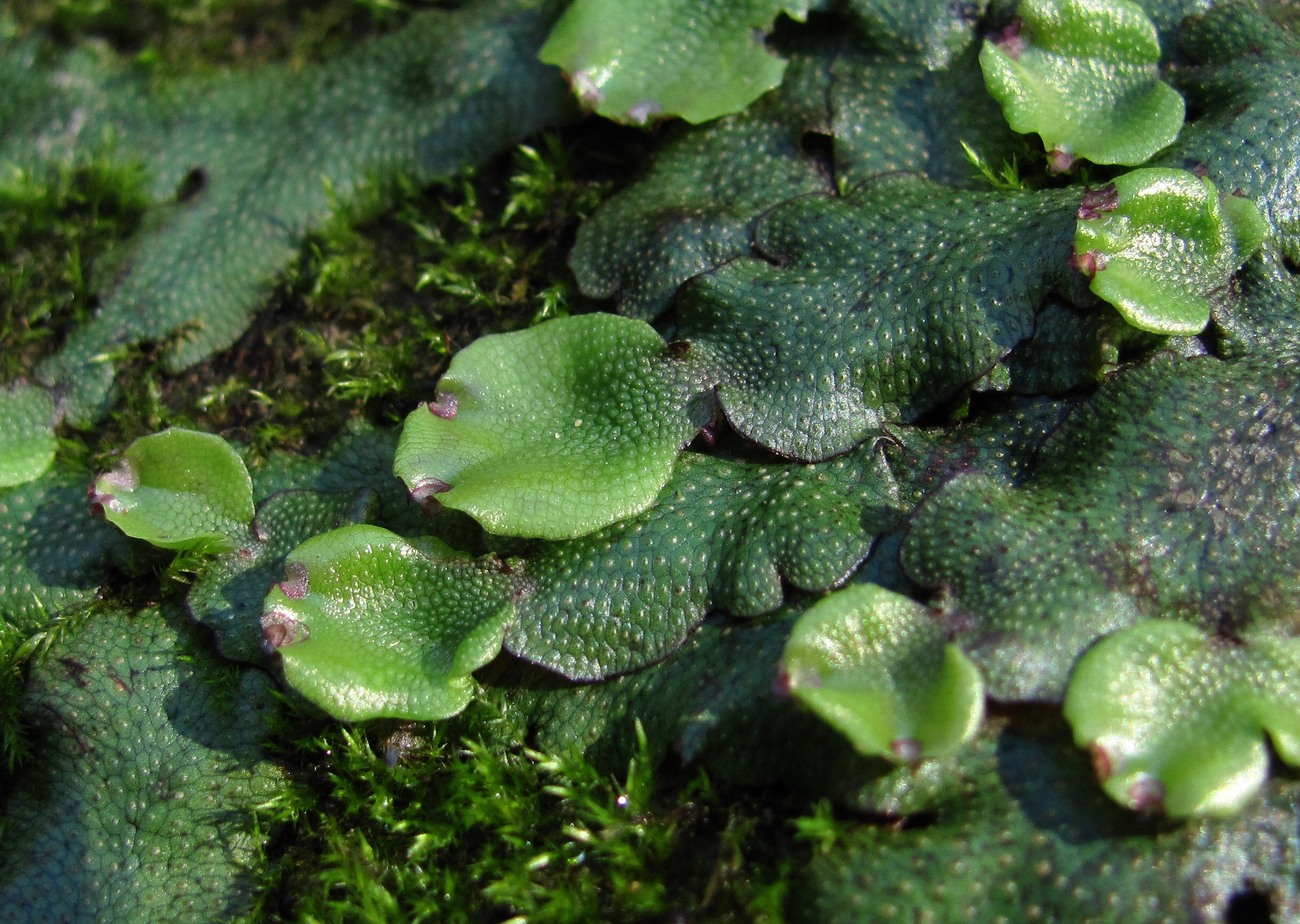 Image of Conocephalum conicum specimen.
