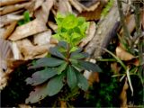 Euphorbia amygdaloides. Верхушка цветущего растения. Украина, Ивано-Франковская обл., Болеховский горсовет, Поляницкий сельсовет, Поляницкий региональный ландшафтный парк, в буковом лесу. 12.04.2017.