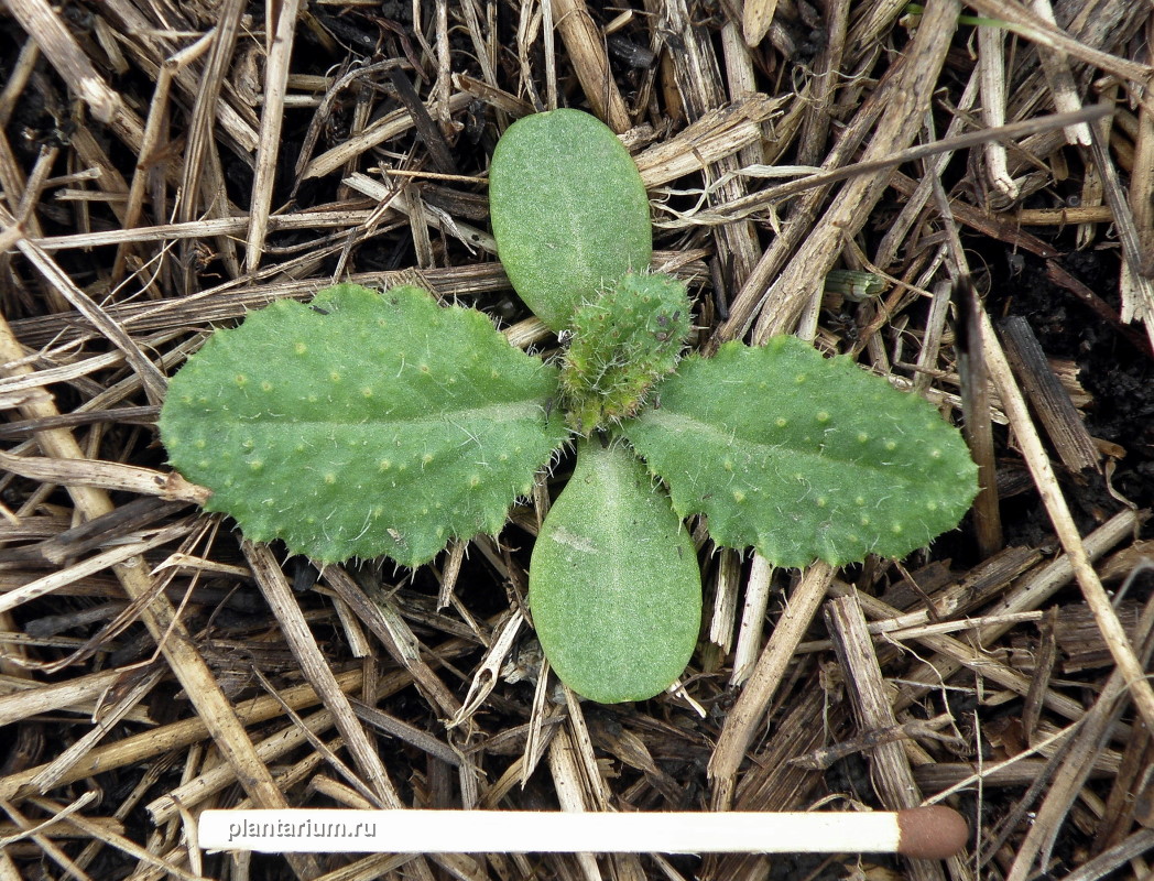 Image of Cirsium vulgare specimen.