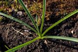 genus Allium