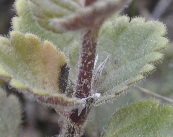 Image of Veronica chamaedryoides specimen.