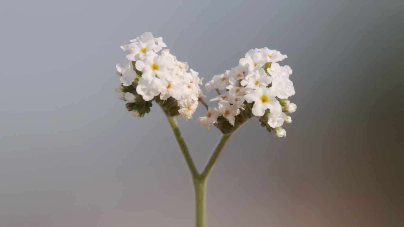 Image of genus Heliotropium specimen.