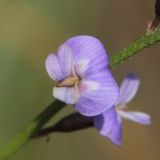 Astragalus austriacus. Цветок. Ростовская обл., Неклиновский р-н, Фёдоровское с/п, дол. р. Сухой Еланчик, на каменистом склоне. 02.06.2017.