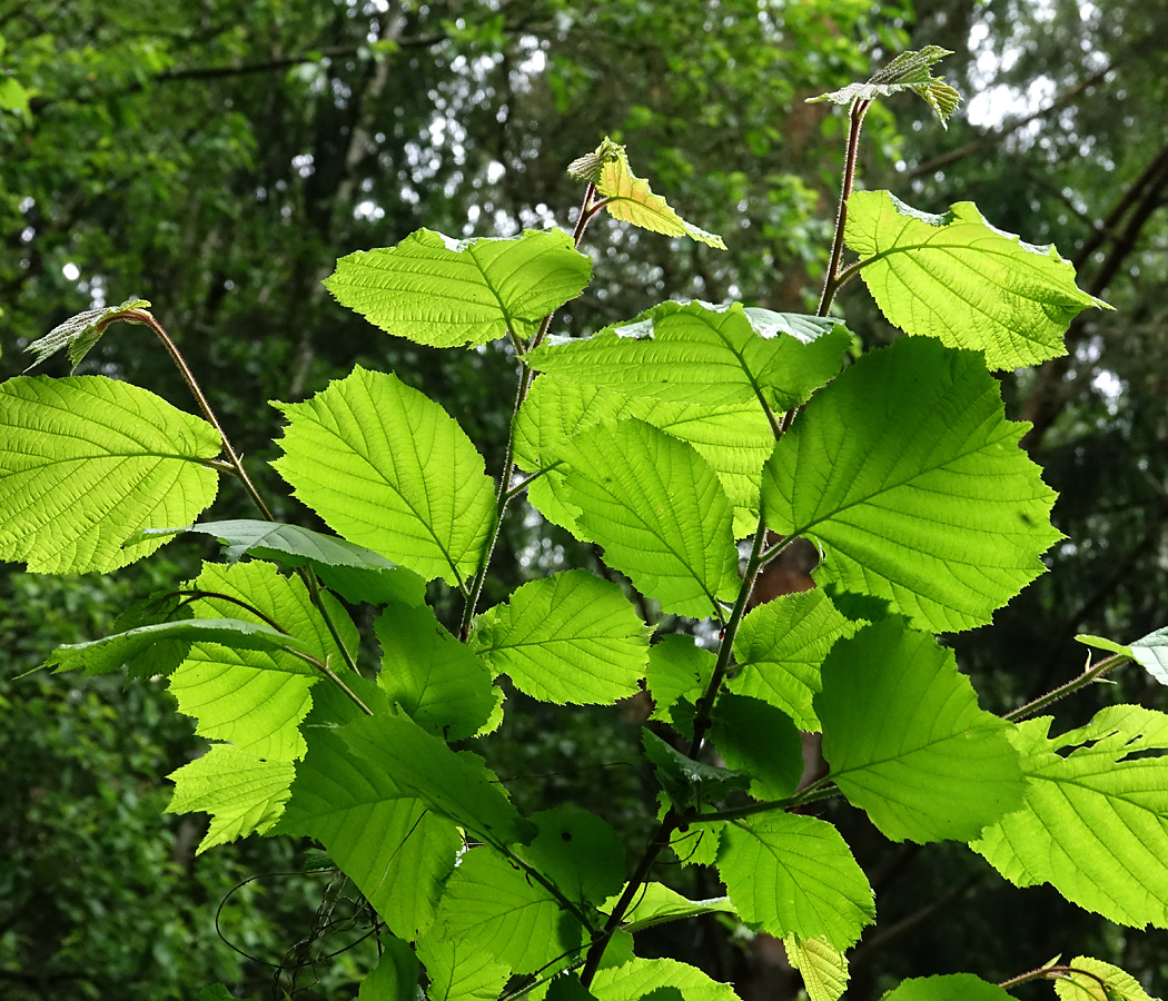 Image of Corylus avellana specimen.