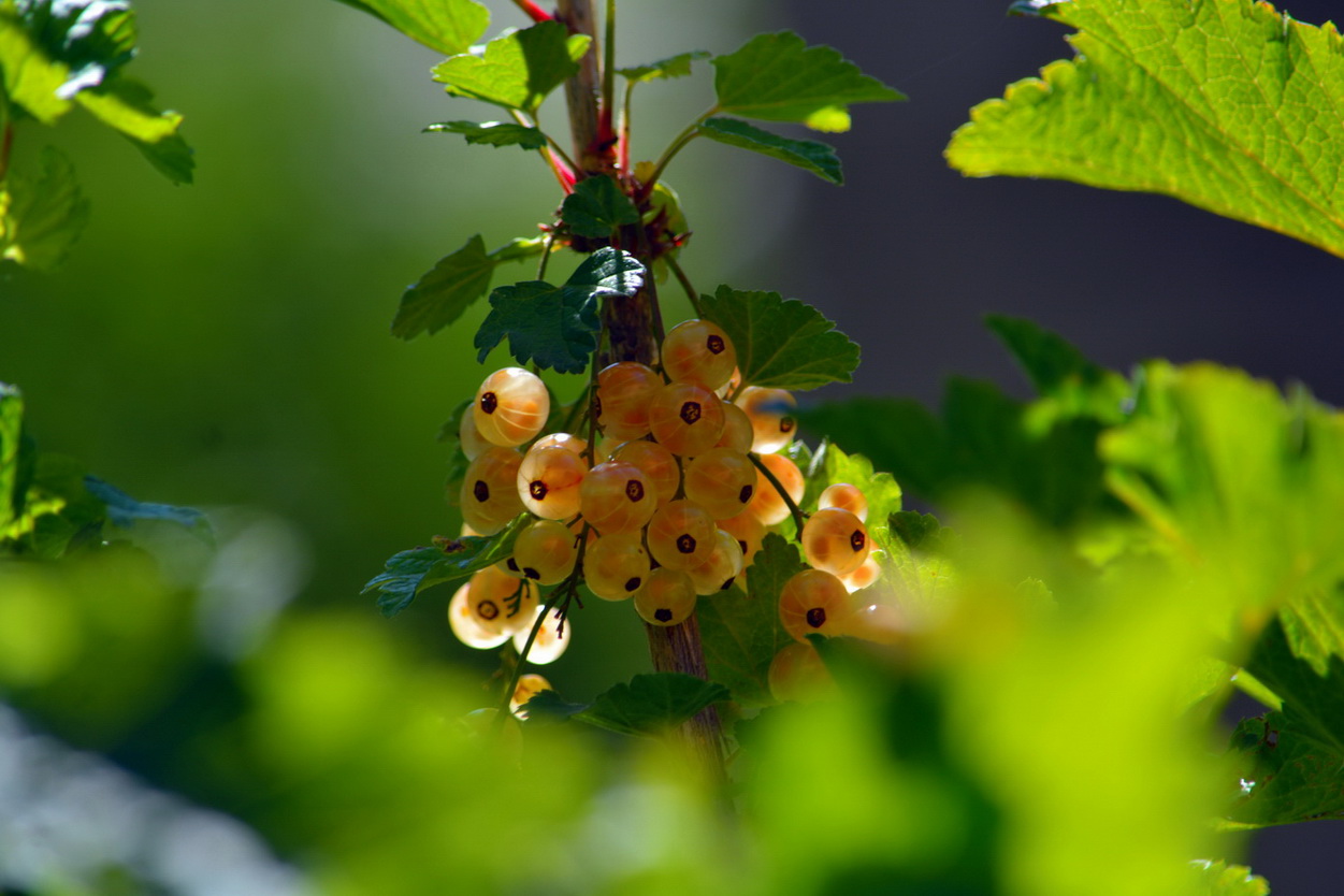 Изображение особи Ribes rubrum.