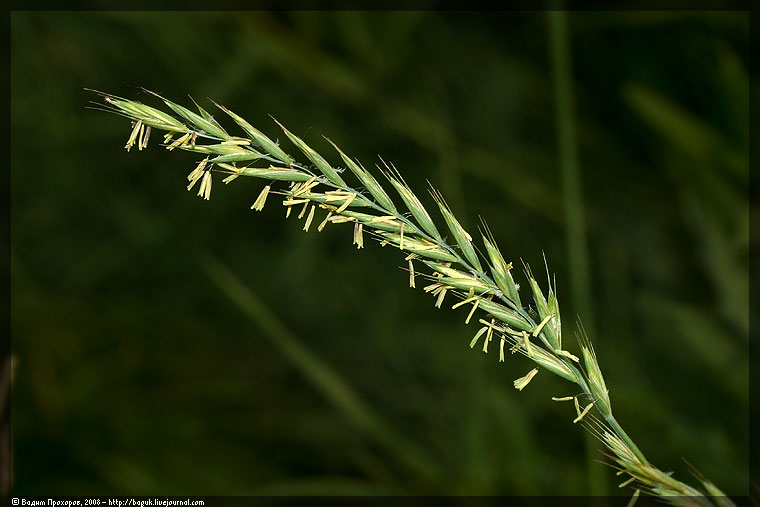 Image of Elytrigia repens specimen.