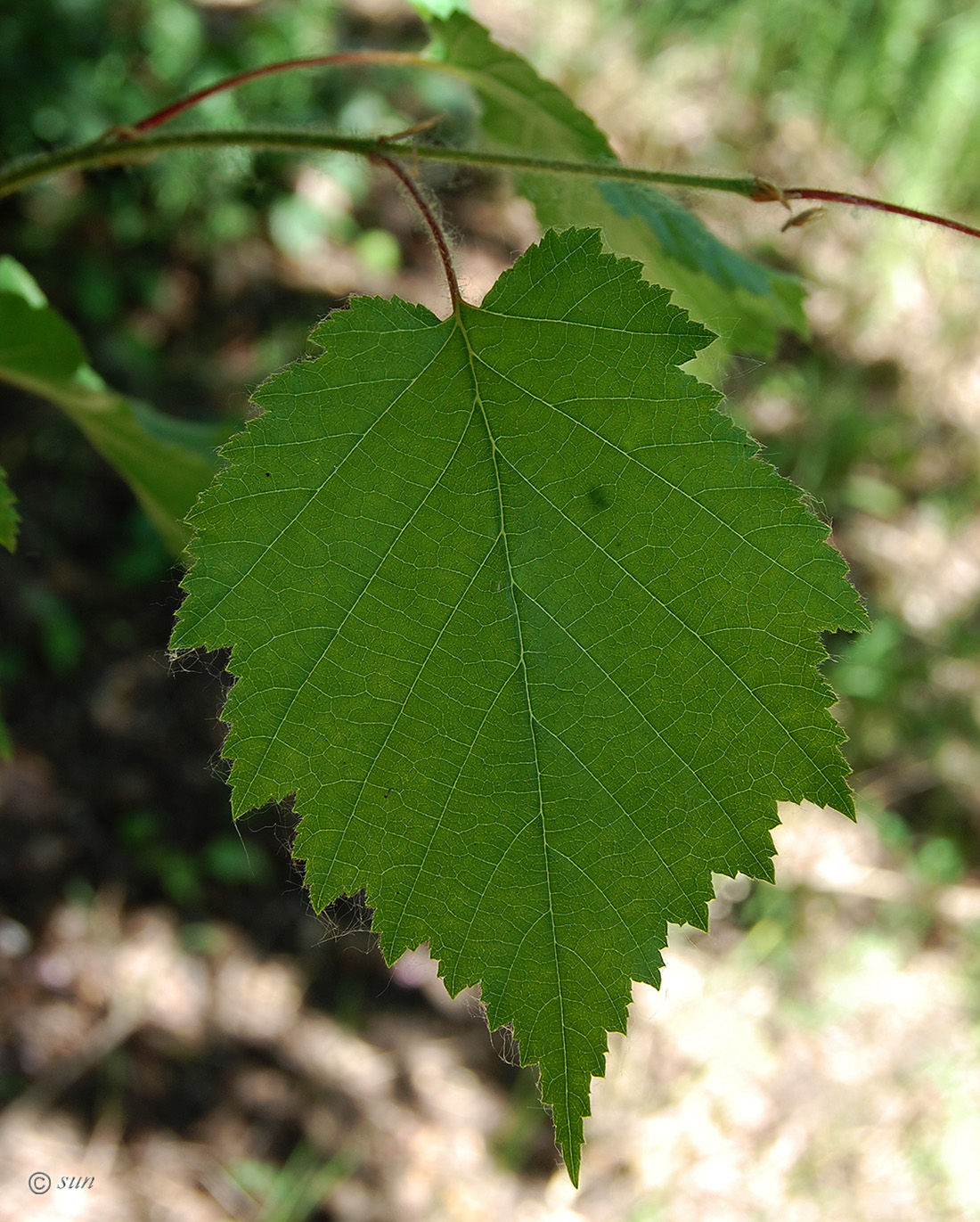 Image of Corylus colurna specimen.