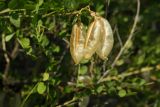 Colutea cilicica. Соплодие. Крым, Севастополь, урочище Батилиман, осыпной склон. 23.07.2017.