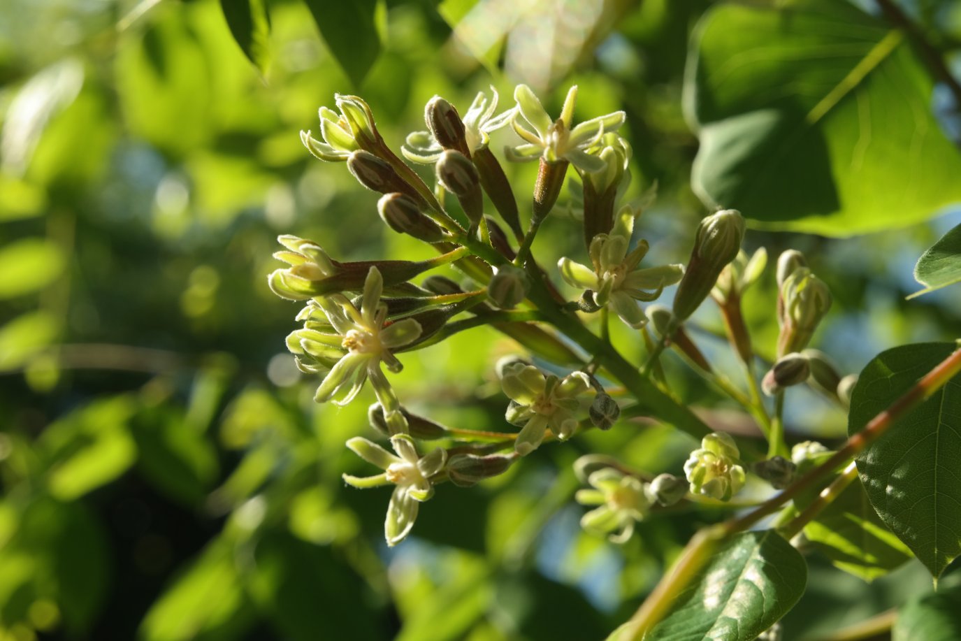 Изображение особи Gymnocladus dioicus.