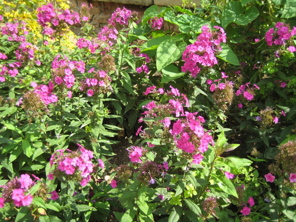 Изображение особи Phlox paniculata.