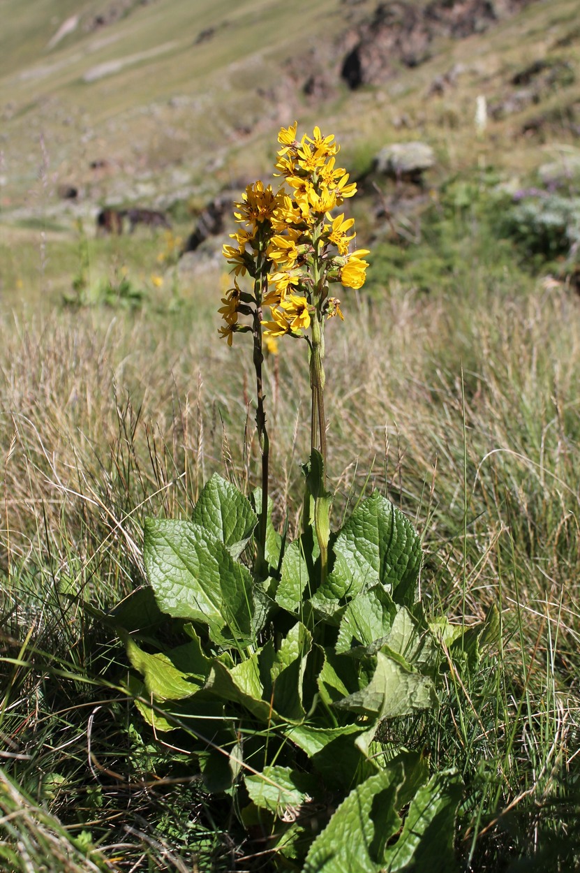 Изображение особи Ligularia subsagittata.