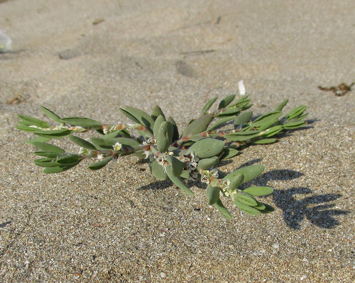 Изображение особи Polygonum maritimum.