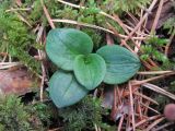 Goodyera repens