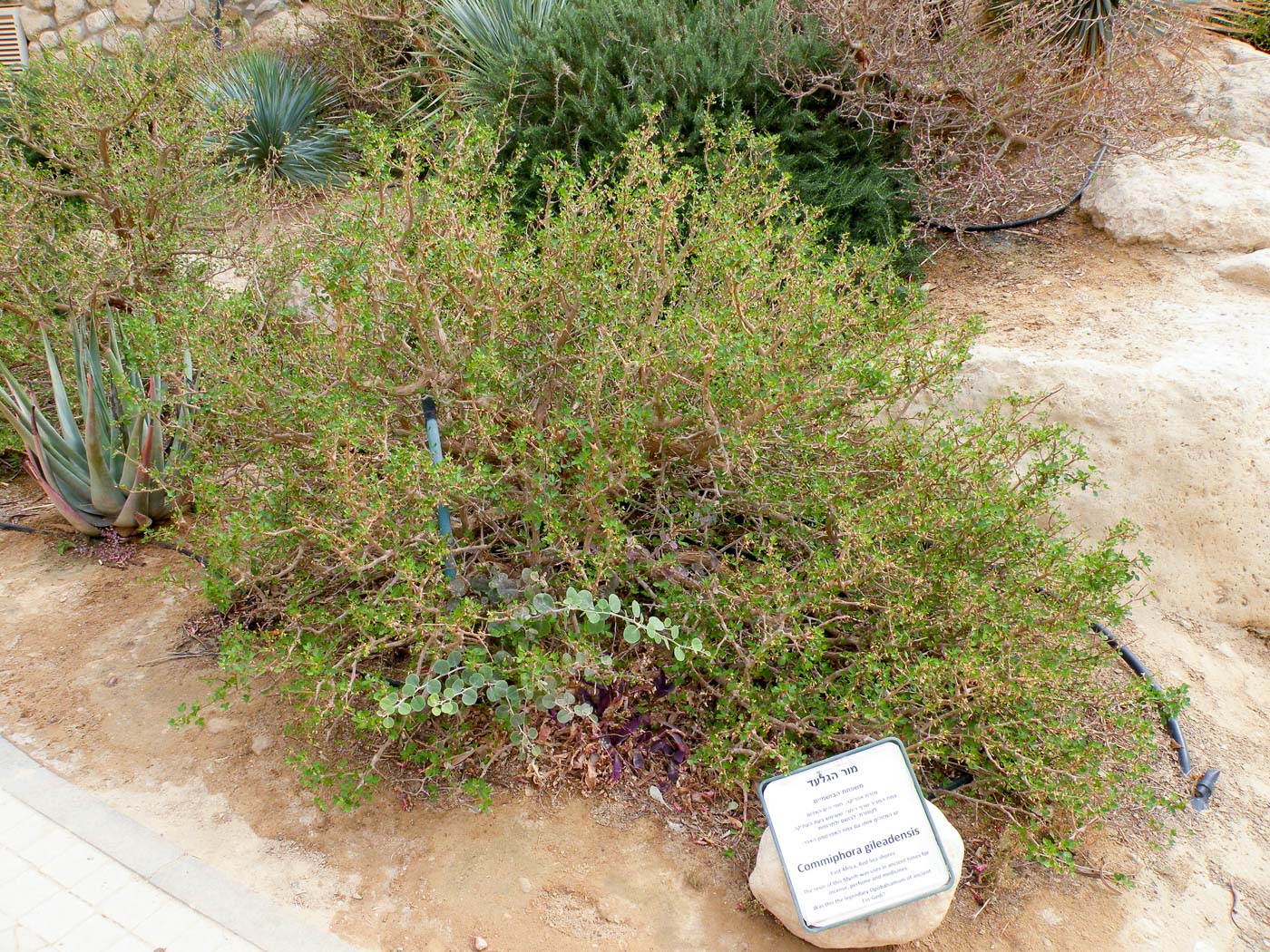 Image of Commiphora gileadensis specimen.
