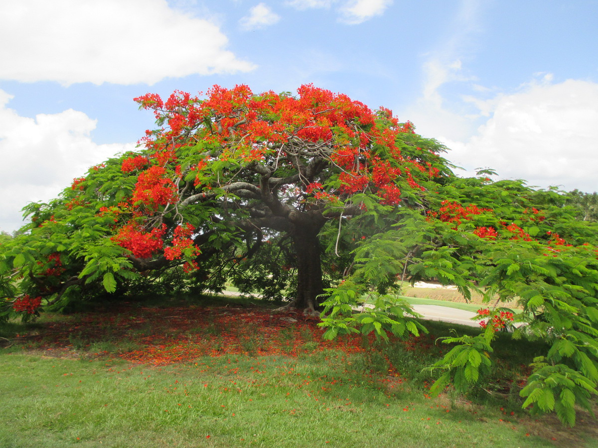 Изображение особи Delonix regia.