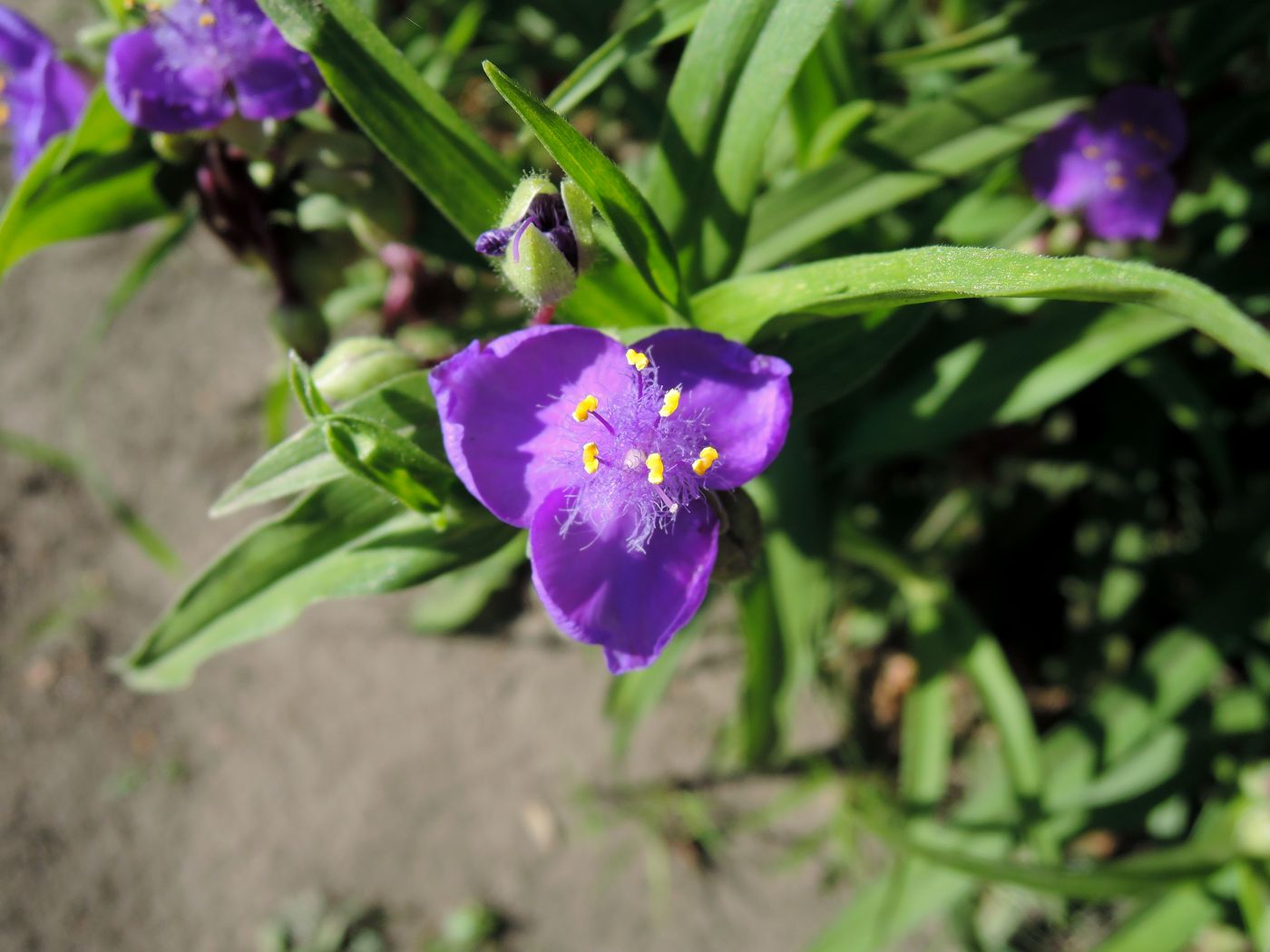 Изображение особи Tradescantia virginiana.