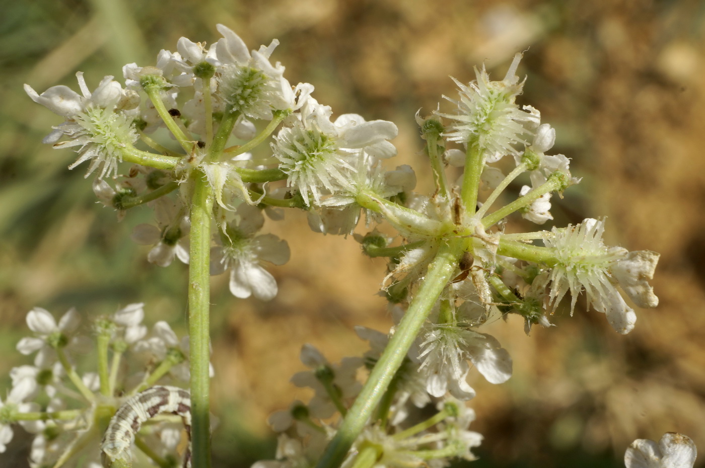 Image of Astrodaucus littoralis specimen.