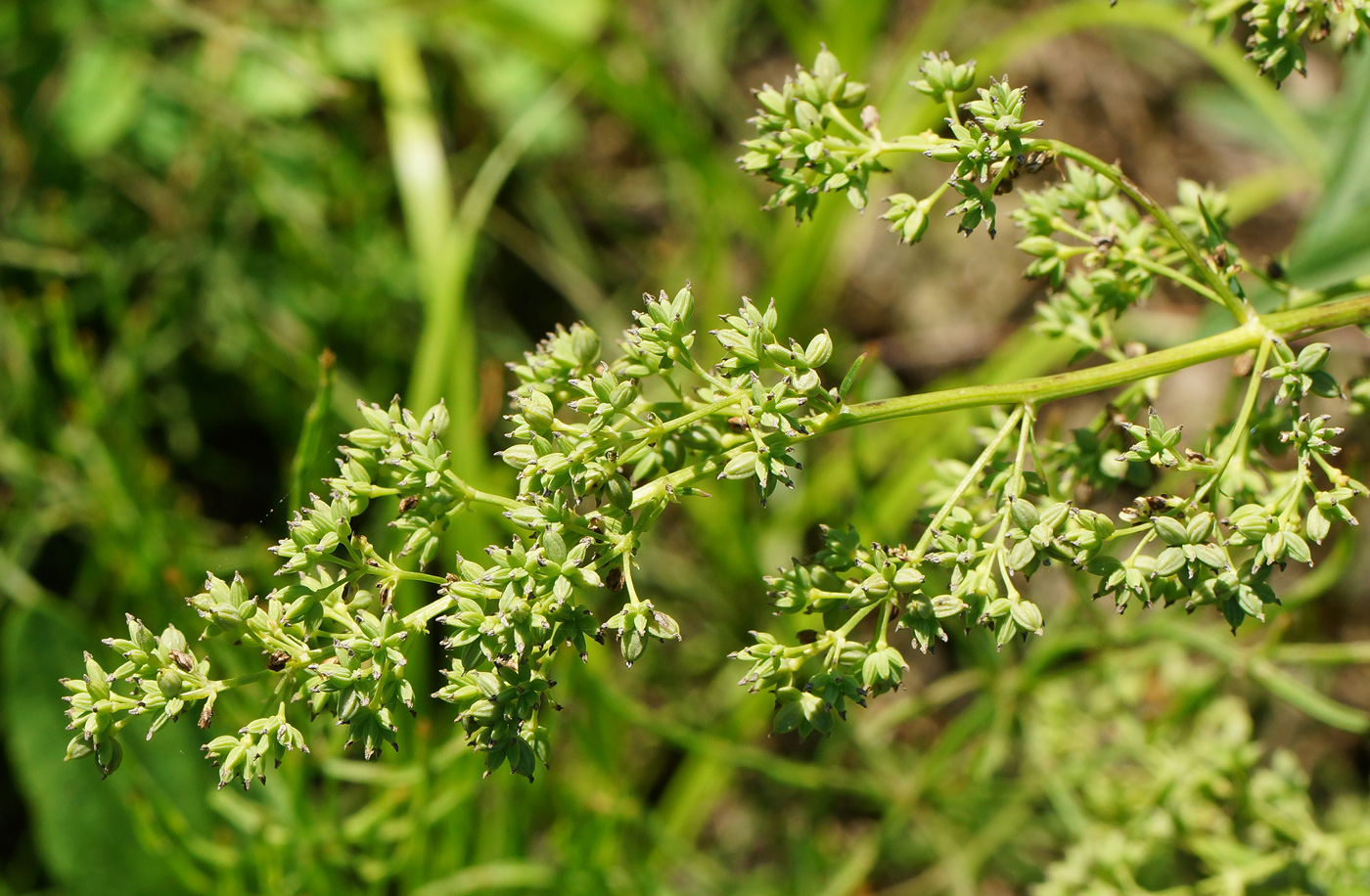 Изображение особи Thalictrum flavum.