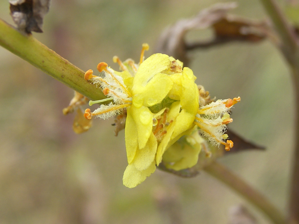 Изображение особи Verbascum lychnitis.