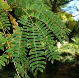 Albizia kalkora