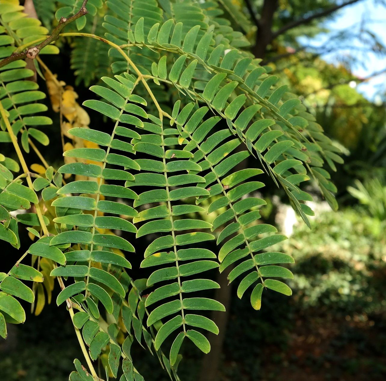 Изображение особи Albizia kalkora.