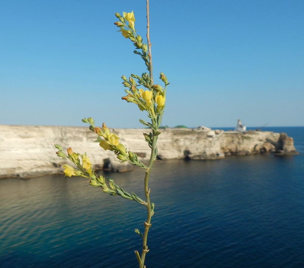 Image of genus Linaria specimen.