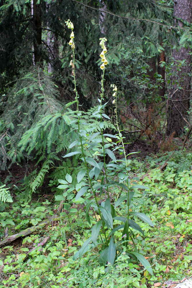 Изображение особи Digitalis grandiflora.