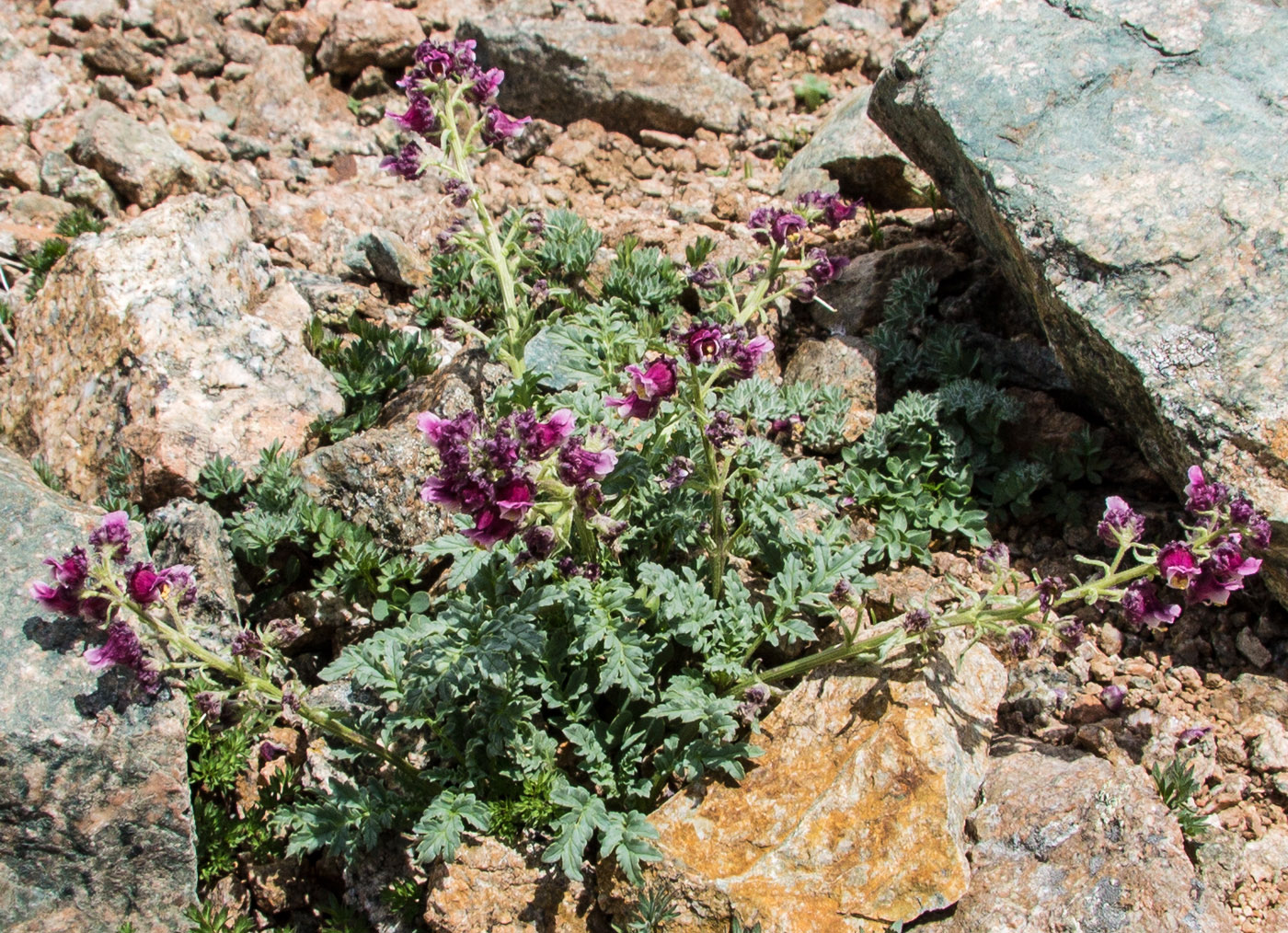 Image of Scrophularia ruprechtii specimen.