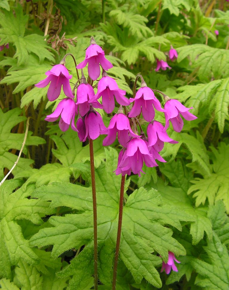 Image of Cortusa sachalinensis specimen.