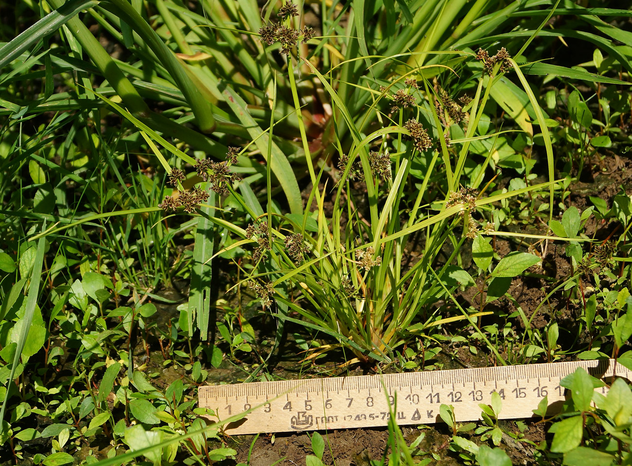 Image of Cyperus fuscus specimen.