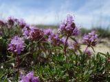 Thymus mugodzharicus