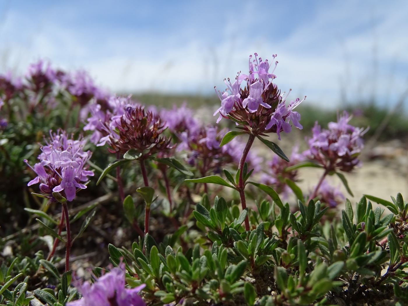 Изображение особи Thymus mugodzharicus.