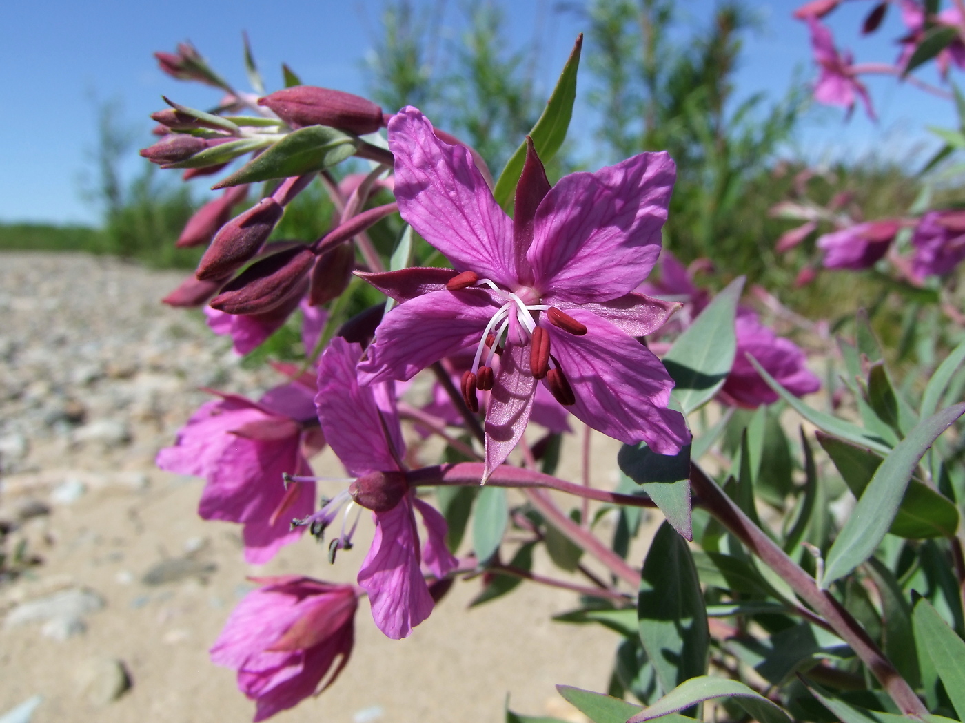 Изображение особи Chamaenerion latifolium.