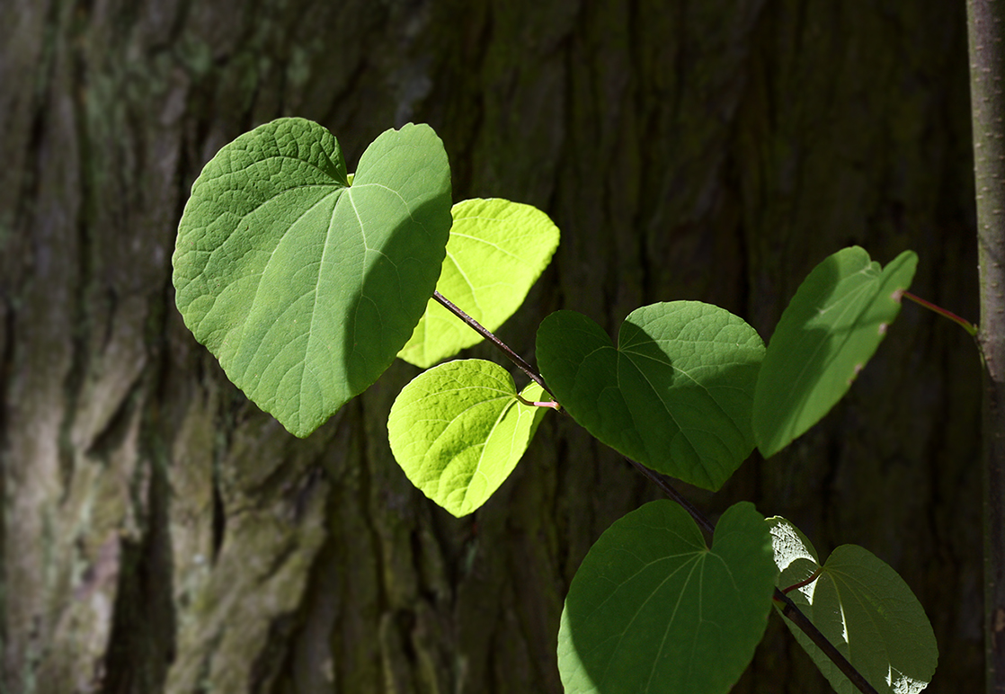 Image of Cercidiphyllum japonicum specimen.