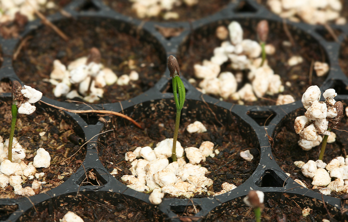 Изображение особи Pinus cembra.