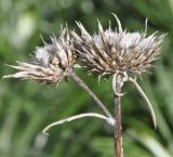 Ptilostemon chamaepeuce