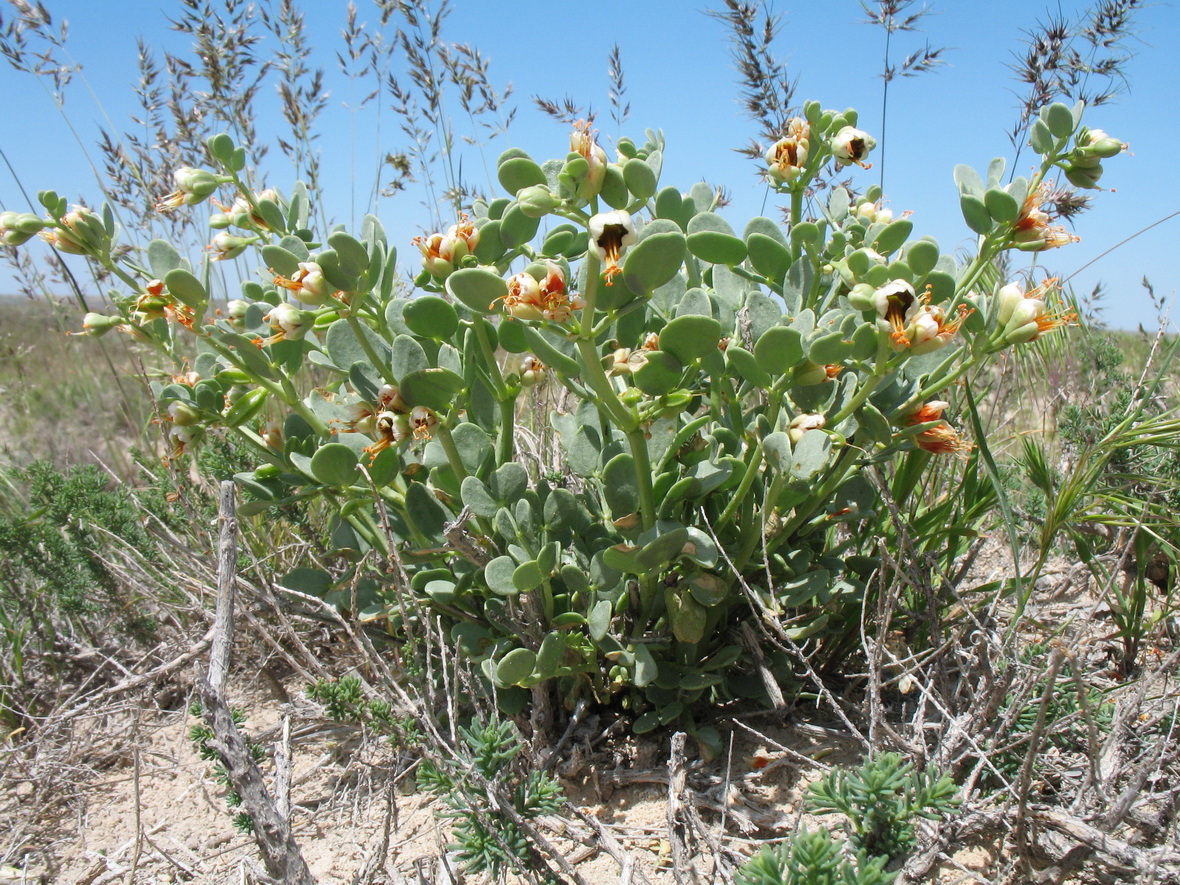 Изображение особи Zygophyllum iliense.