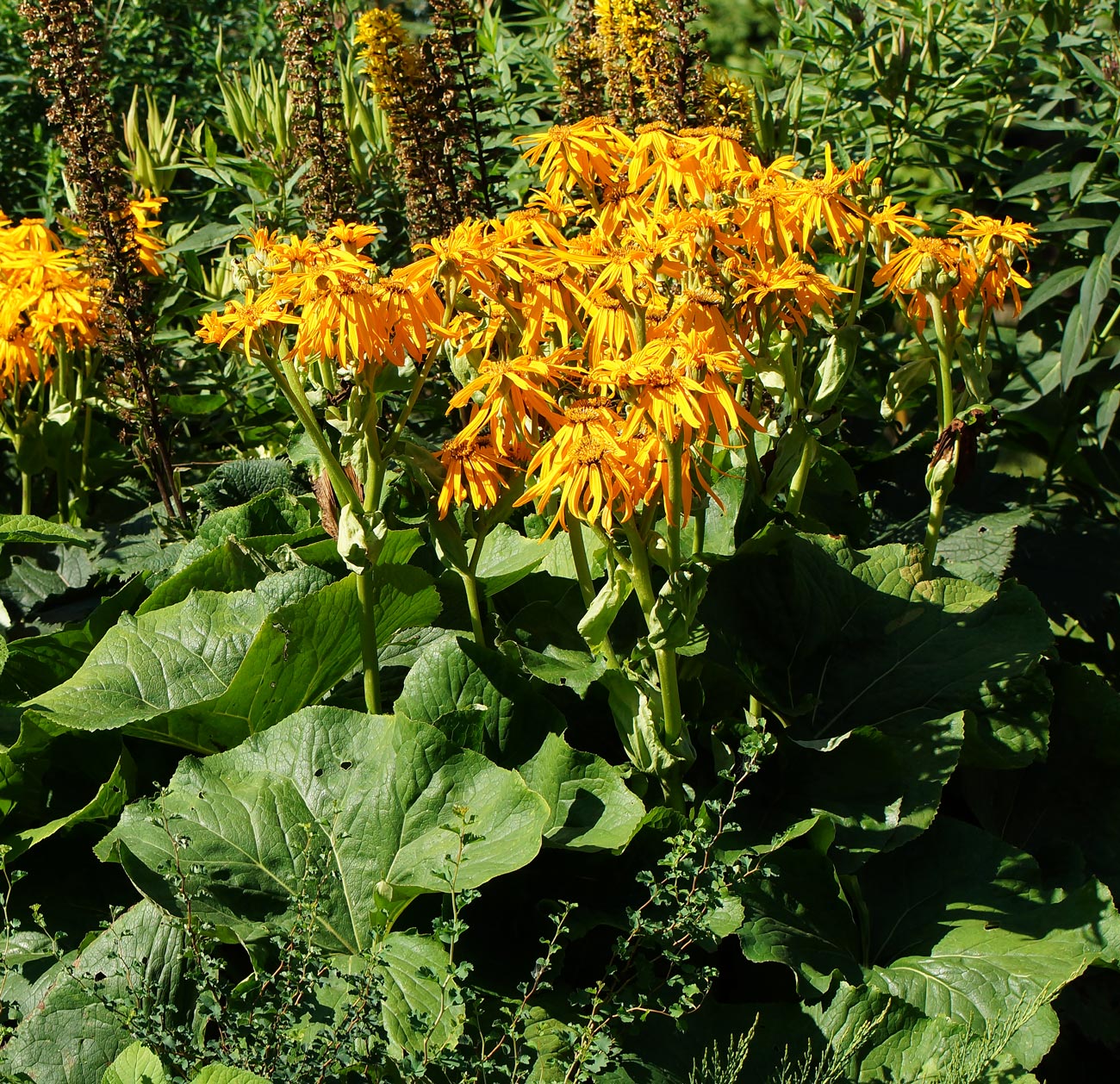 Image of Ligularia dentata specimen.