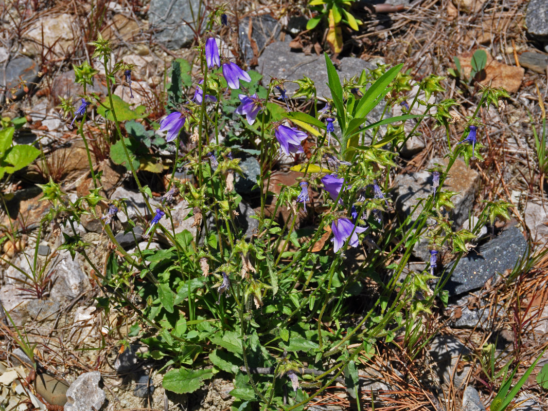 Image of Campanula longistyla specimen.