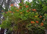 Caesalpinia pulcherrima. Ветви цветущего и плодоносящего дерева. Малайзия, о-в Пенанг, окр. г. Джорджтаун, в культуре. 07.05.2017.